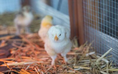 2024 06 – NAISSANCE FERME PEDAGOGIQUE